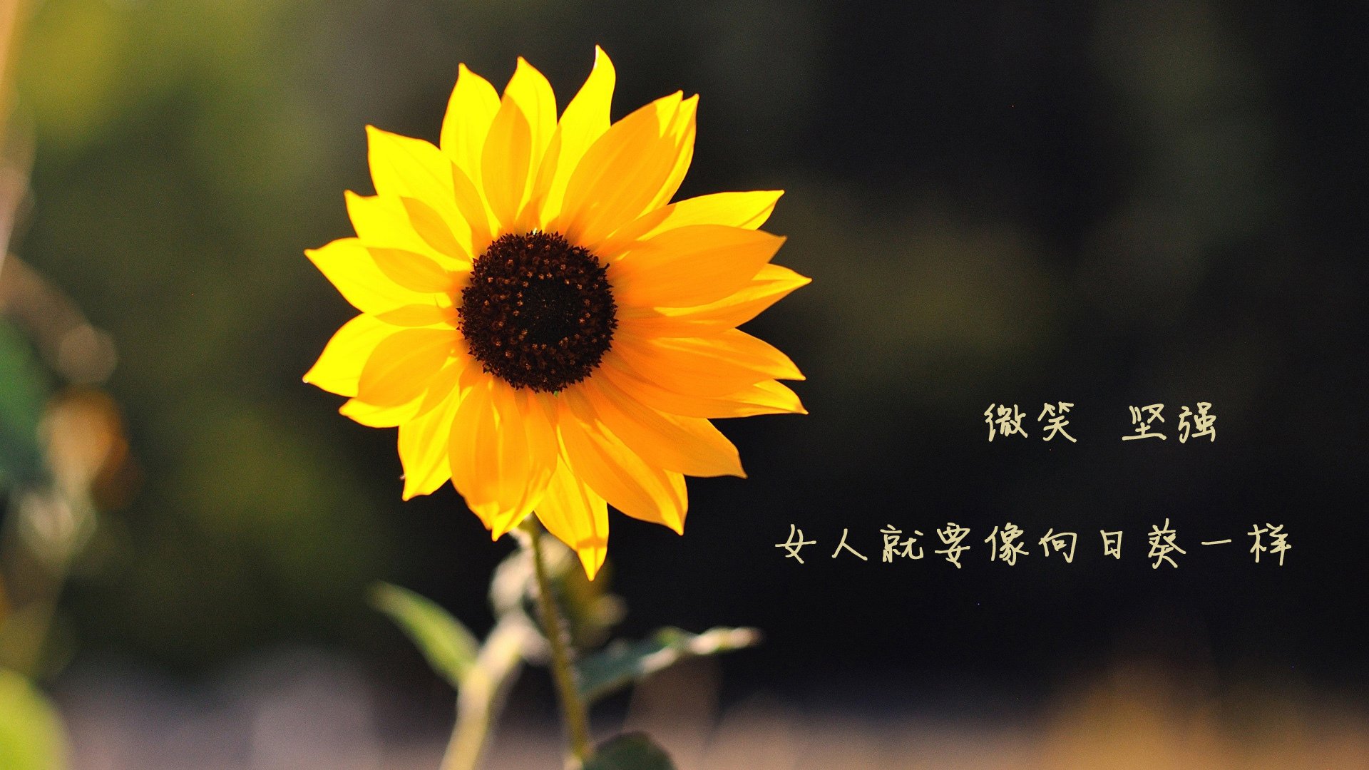 未来五年重点引入高水平外援，提高联赛竞争力，引进高水平外援不利于中国足球的发展