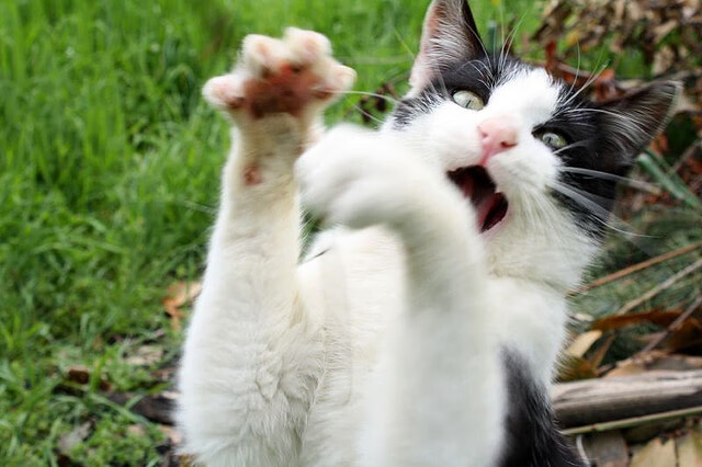 德国队在国际乒联混合团体世界杯中的未来发展：年轻力量崭露头角