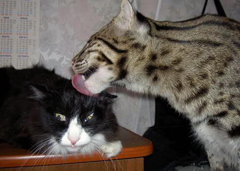 英超冲刺风暴：拼搏到底，拼出未来！，英超冲刺速度